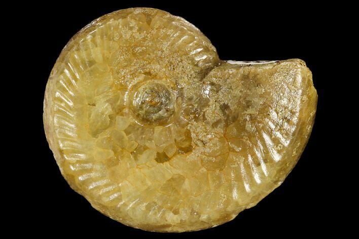 Fossil Ammonite (Leioceras) - Dorset, England #117154